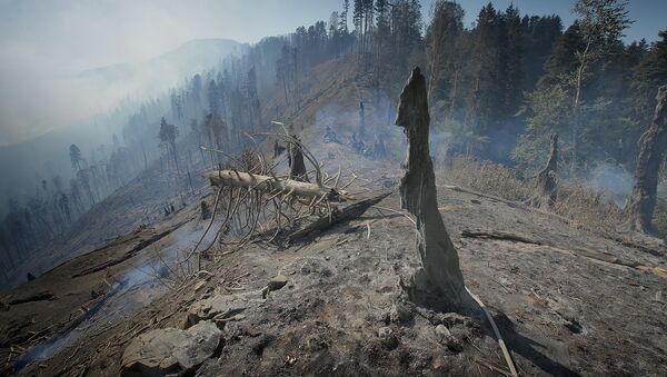 Боржоми-Харагаульский лес после пожара - Sputnik Արմենիա