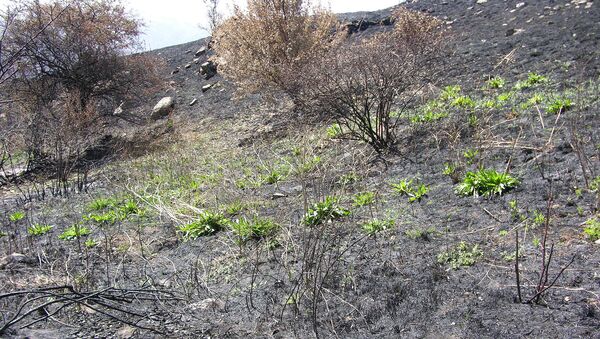 Хосровский лес после пожара - Sputnik Արմենիա