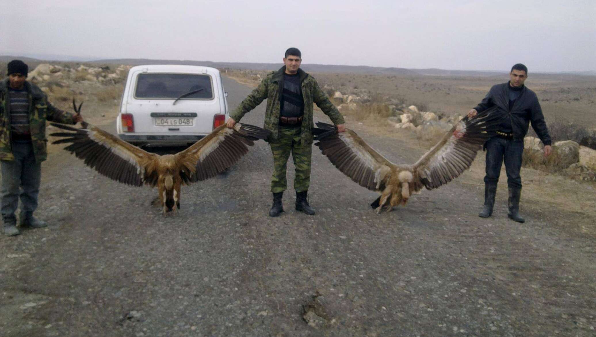 Армянский орёл