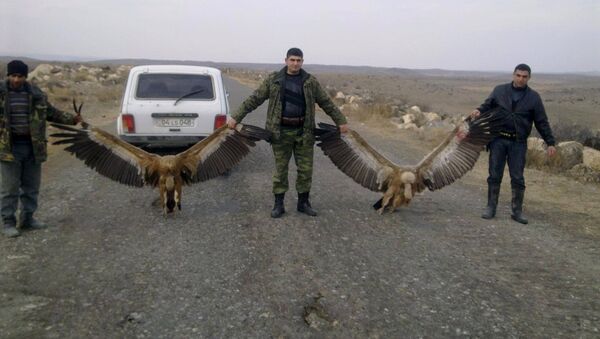 Охотники пристрелили белоголовых грифов - Sputnik Армения