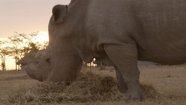 СПУТНИК_Сотрудники зоопарка гладили жующего солому белого носорога в заповеднике Кении - Sputnik Армения