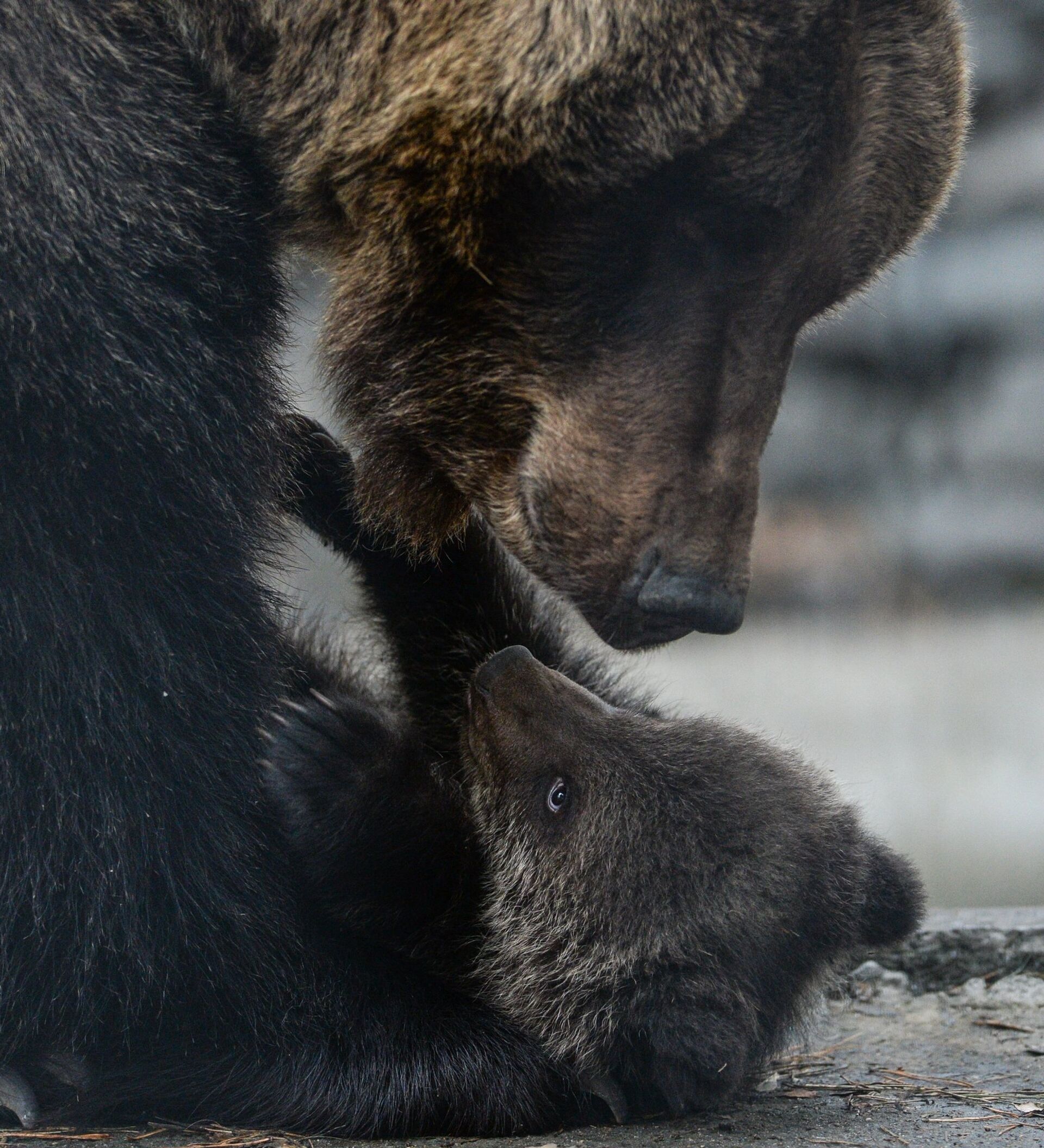 Армянский медведь. Белый и бурый медведи спина к спине. Медведь выводит медвежонка из клетки. Собака вывела из леса медведей