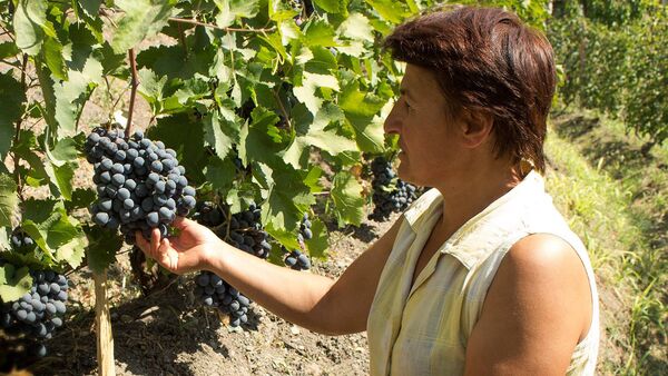 Женщина собирает виноград - Sputnik Армения