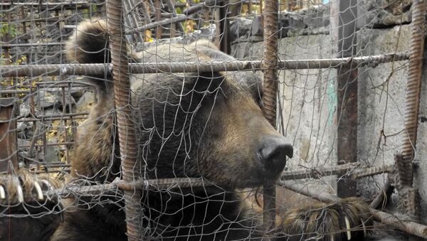 Освобождение медведя - Sputnik Արմենիա