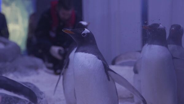 СПУТНИК_Пингвины хинду в лондонском аквариуме - Sputnik Армения