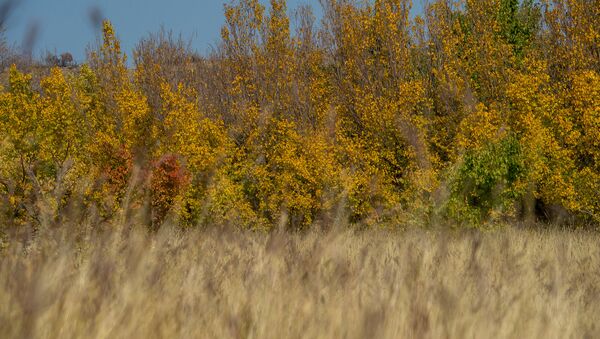 Осень в Армении. Деревья переливаются всеми цветами радуги. - Sputnik Արմենիա