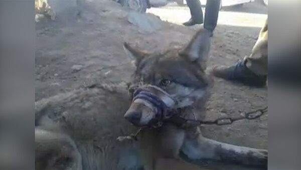 Кыргызстанец продает живого волка на базаре — видео - Sputnik Արմենիա