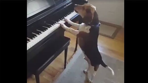Талантливый пес не только играет на фортепиано, но и поет - Sputnik Արմենիա