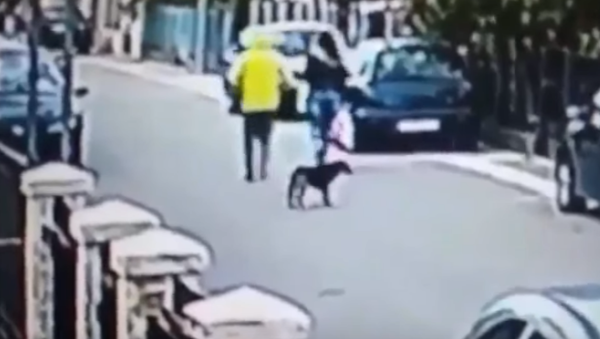 В Черногории уличный пес спас женщину от грабителя - Sputnik Արմենիա