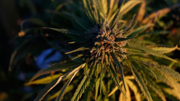Ростки конопли на самой большой в Америке легальной ферме по выращиванию марихуаны в Лос Суэносе - Sputnik Армения