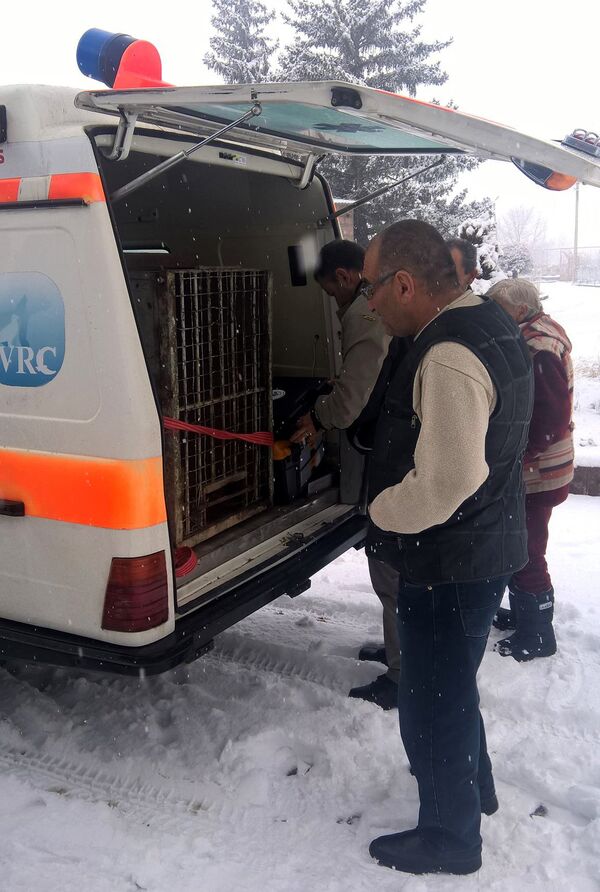 Перевозка медведя из гюмрийского ресторана в ереванский зоопарк Перевозка медведя из гюмрийского ресторана в ереванский зоопарк - Sputnik Արմենիա