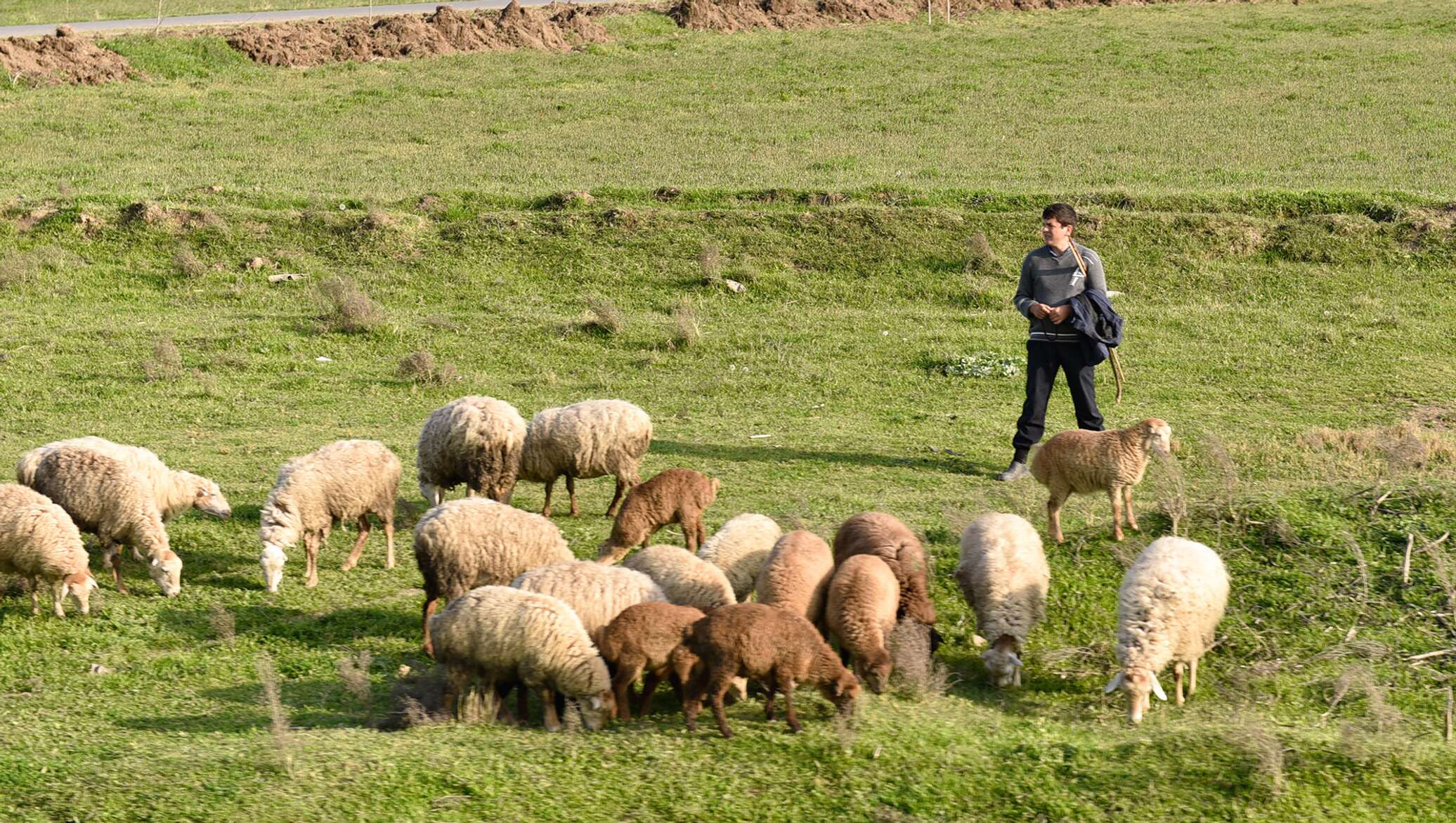 Пасу овечек. Чобан пасет овец. Стадо киргизских Баранов Эдельбай. Овцеводство багаудин Джамбулаев. Пастух Ширак.