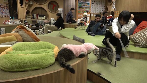 Кошачье кафе в Японии помогает снять стресс его посетителям - Sputnik Արմենիա